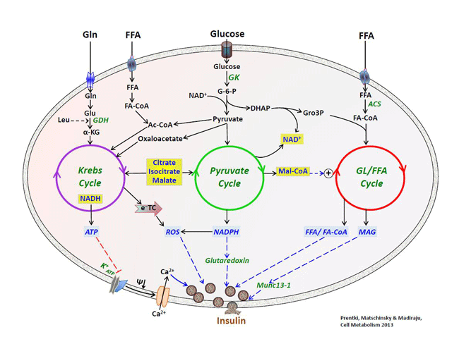 Relationship between three fuel-driven metabolic cycles that generate metabolic coupling factors in the β-cell